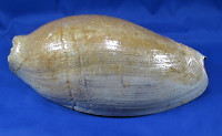 Cymbiumm glans